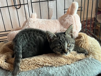 アメリアちゃん