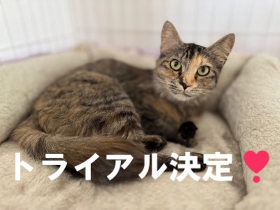 モモちゃん