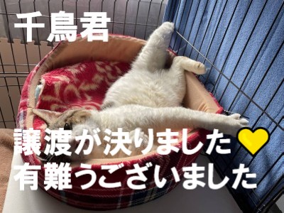 ちどり君