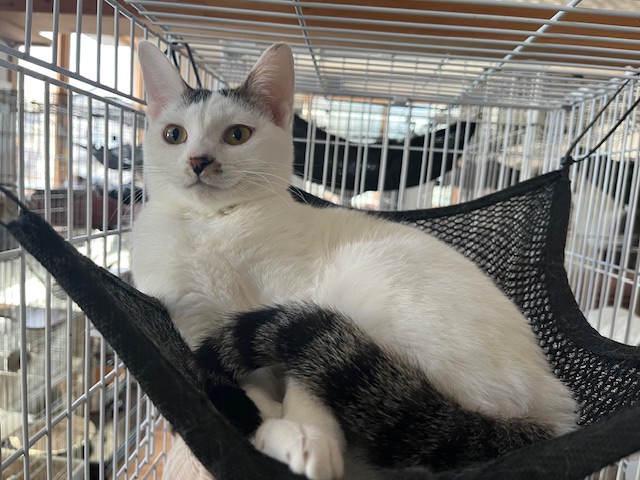 わたあめちゃん