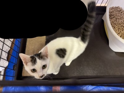 わたあめちゃん