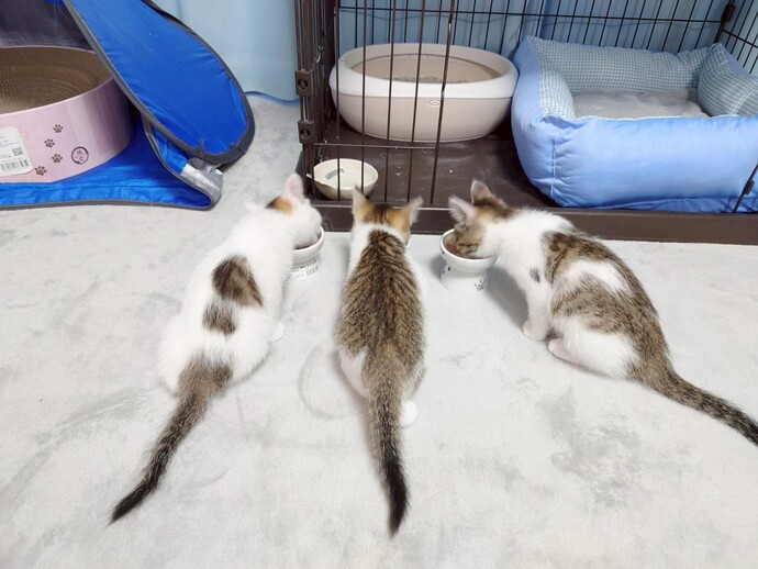 猫の写真