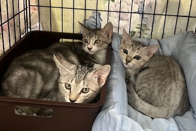 猫の写真