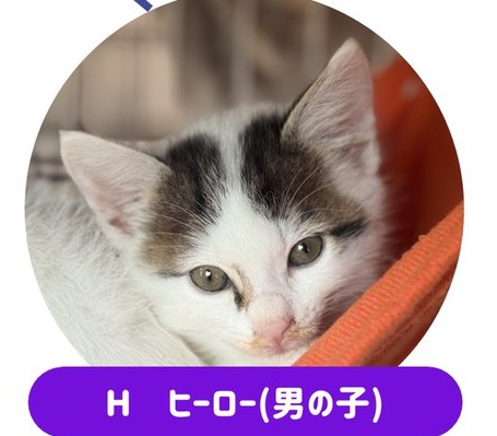 猫の写真
