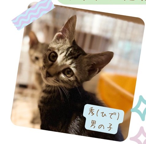 猫の写真