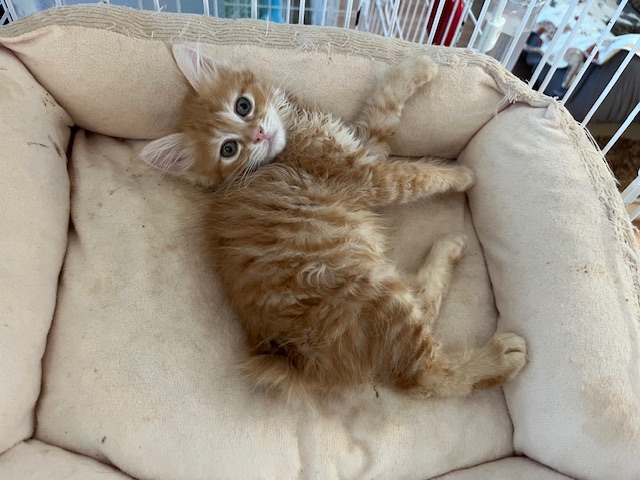 猫の写真