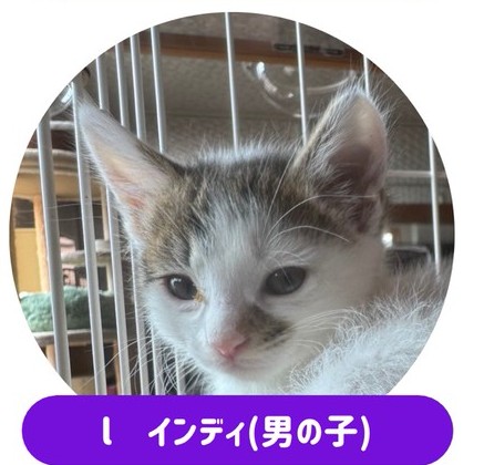 猫の写真