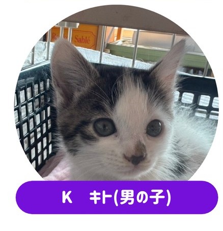 猫の写真