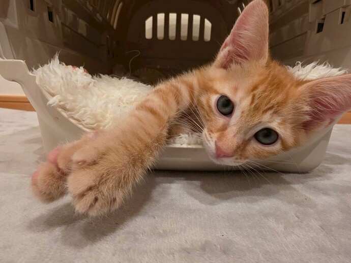 猫の写真