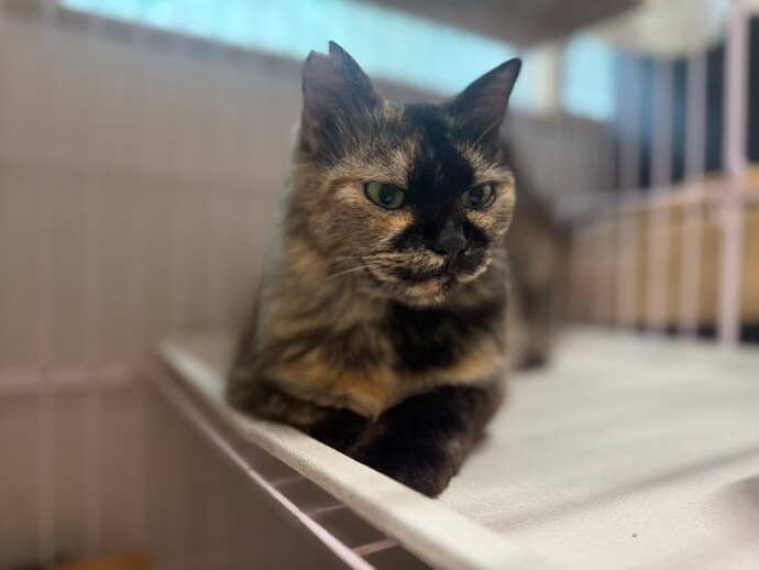 猫の写真