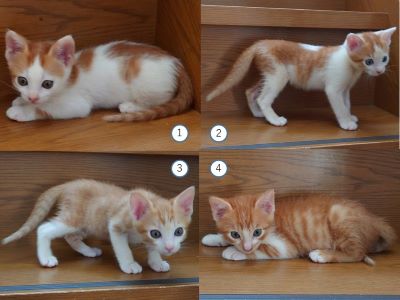 猫の写真