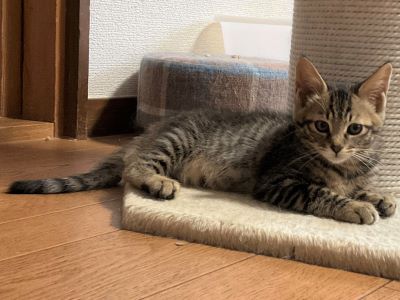 猫の写真