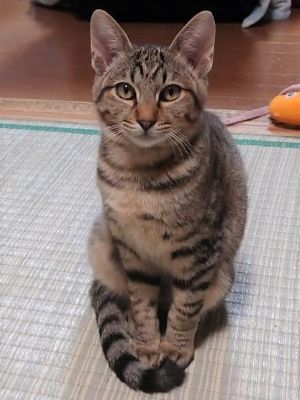 猫の写真