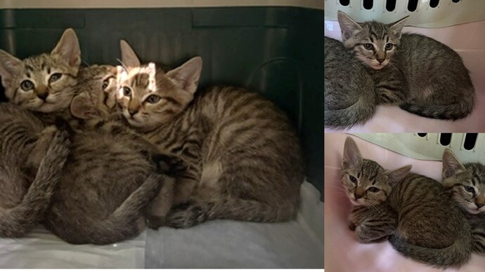 猫の写真