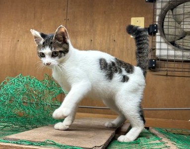 猫の写真
