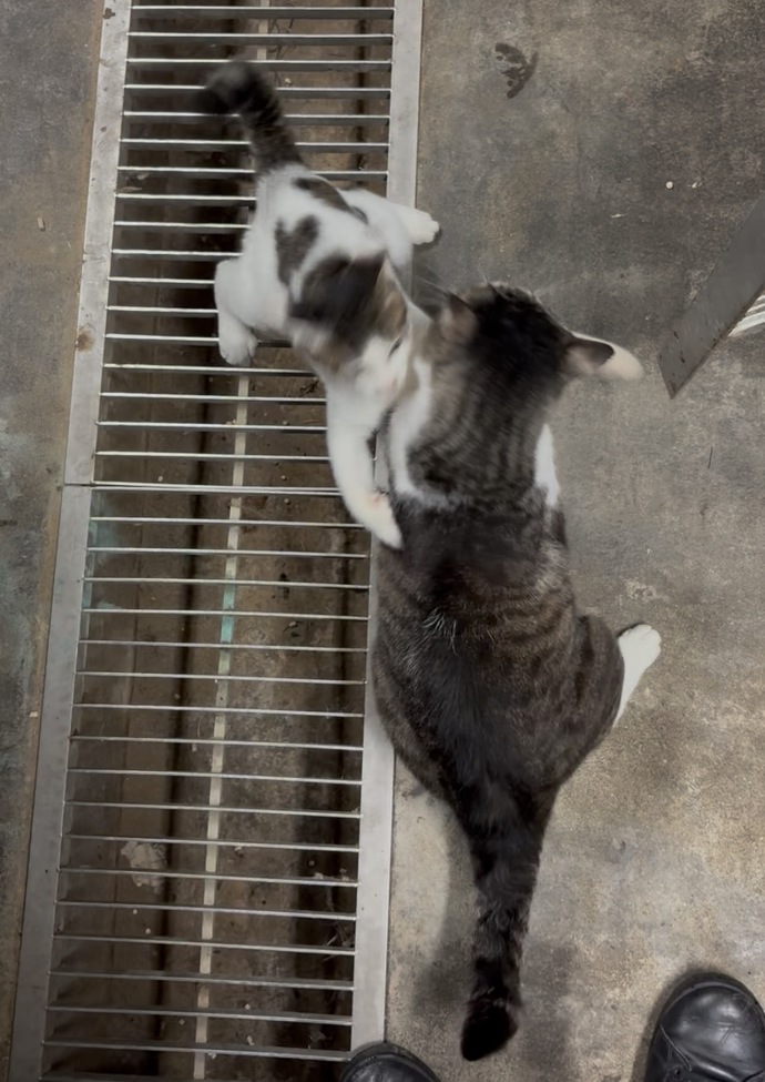 タケの写真