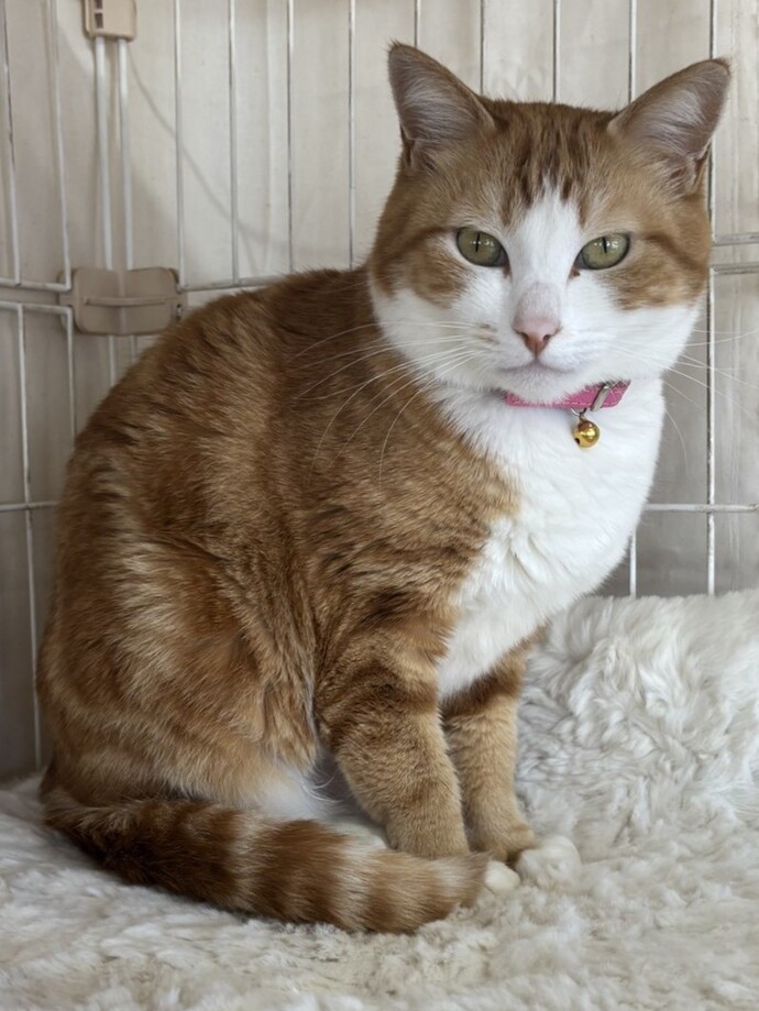 猫の写真