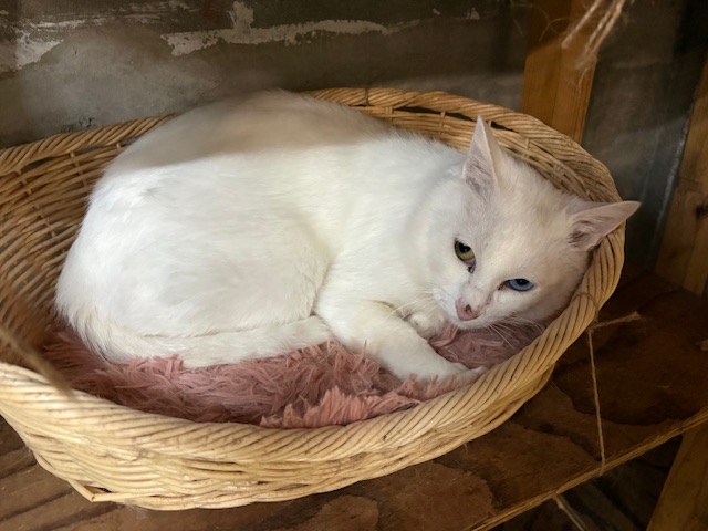 猫の写真