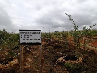 植樹した苗木の写真