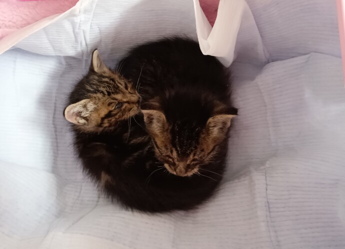 もとの飼い主を探している猫の写真