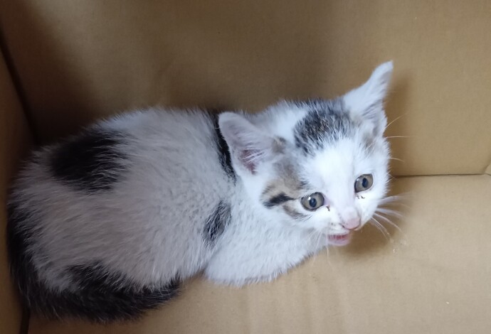 新しい飼い主を捜している猫の写真