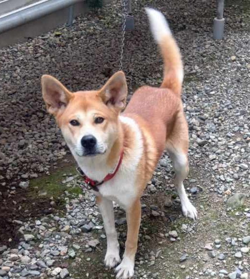 もとの飼い主を探している犬の写真