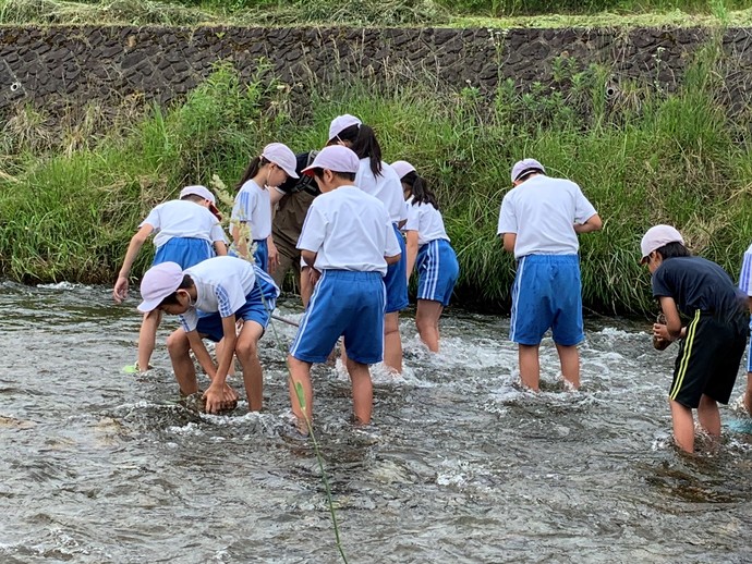 令和元年6月27日　中野小学校　簗川いきもの調査の写真1