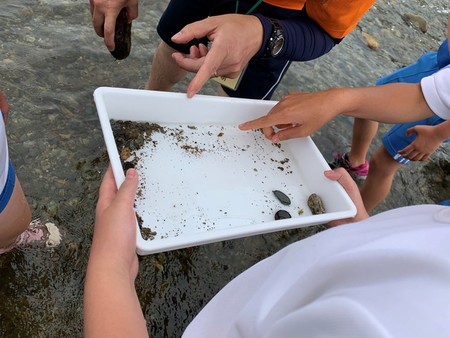 採取した水生生物を観察