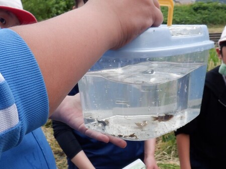 採取した水生生物を観察　写真2