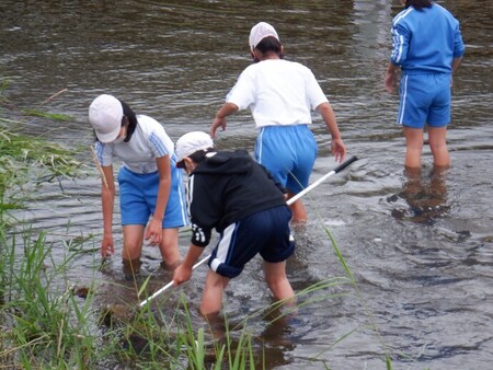 令和2年6月25日　中野小学校　簗川いきもの調査の写真5