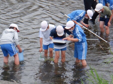 令和2年6月25日　中野小学校　簗川いきもの調査の写真7