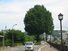 盛岡市内丸の岩手県民会館脇から見る中央分離帯のイチョウの景観