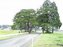 花巻市の県道花巻田瀬線のバス停「中野」付近から見る「上下線分離」周辺の樹木とその周辺の景観