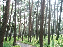 陸前高田市高田松原公園遊歩から見る高田松原（松林）の景観