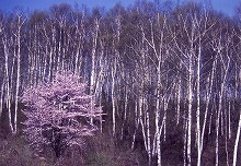 久慈市山形町平庭高原　国道281号から見る平庭高原の白樺の景観