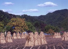 久慈市山根町端神（柱の水車周辺）から見る稗島の景観