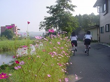 盛岡市加賀野　中津川沿いの道から見るコスモスと中津川の景観