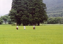 遠野市附馬牛町安居台集落から見る水田の中の社の景観