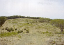 岩泉町・毛無森から見る天然芝の草原と白樺林の景観