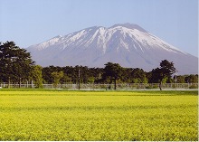 盛岡市下厨川四十四田の東北農業研究センターから見る菜の花畑と岩手山の景観