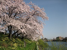 夕顔瀬橋西側たもとから見る北上川の清流と夕顔瀬たものと桜の景観