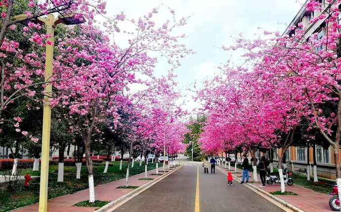 街路樹に花が咲く様子