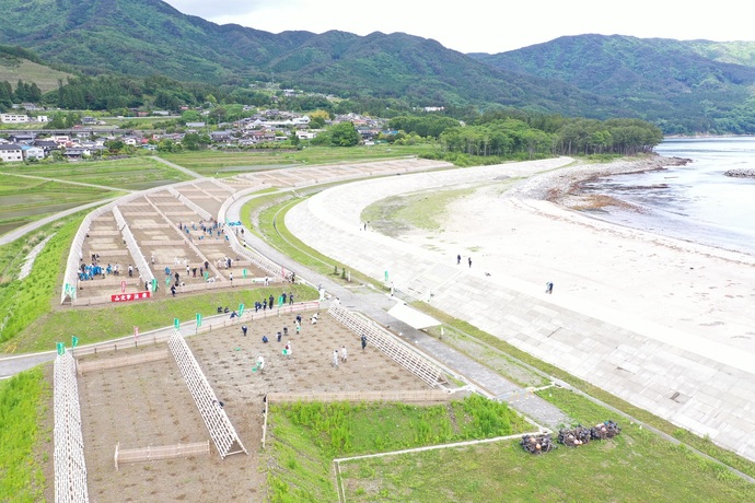 吉浜地区海岸防災林（大船渡市）