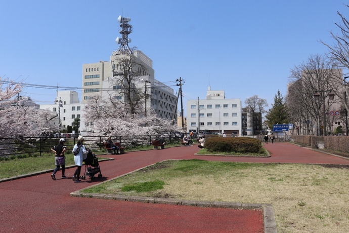 内丸緑地桜の時期の写真
