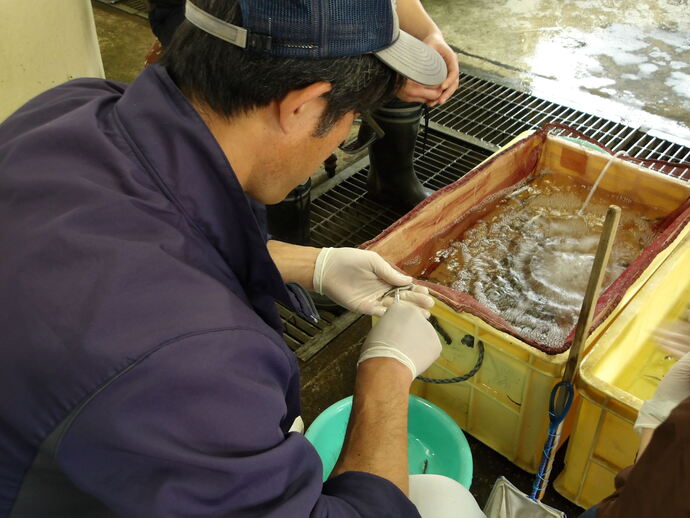 ヤマメ稚魚の鰭切り作業