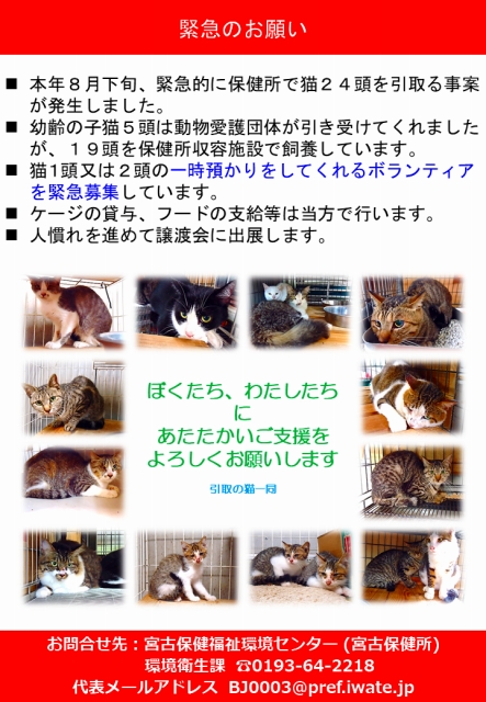 保護猫譲渡会ポスター