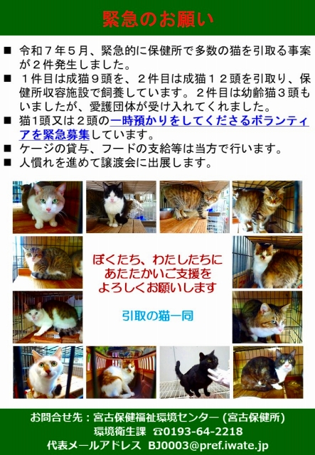 保護猫譲渡会ポスター