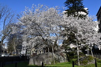 盛岡地方裁判所　石割桜の景観