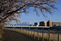 敬治桜と明治橋と岩手山の景観