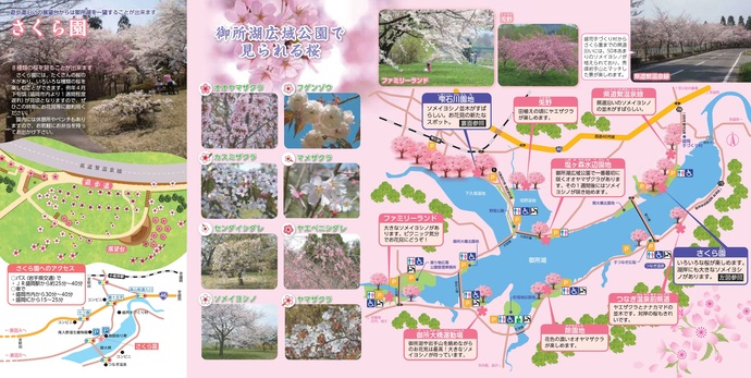 【令和7年4月24日掲載】岩手県立御所湖広域公園のさくら園の遊歩道沿いの展望台から、御所湖を一望できます！